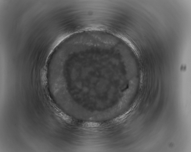 X0000098130878200805011319