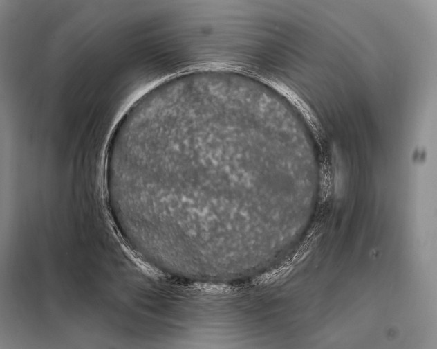 X0000098130886200805011319