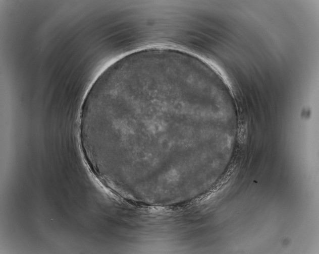 X0000098130903200805011319