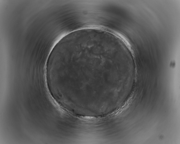 X0000098130907200805011318