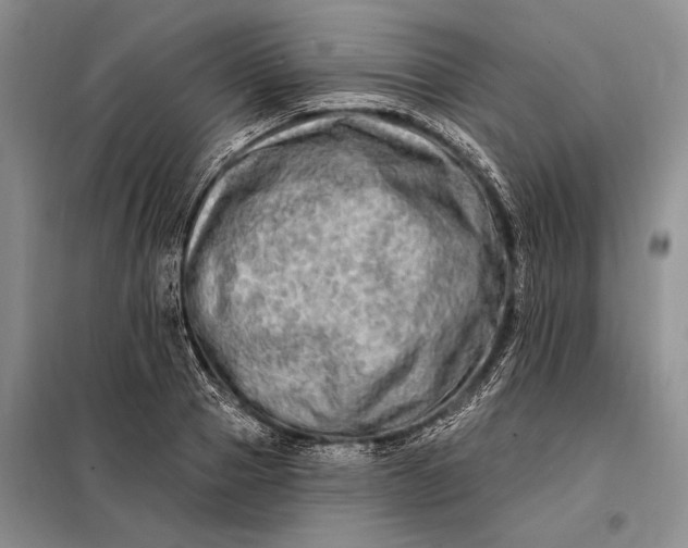 X0000098130937200805011318