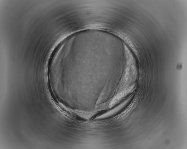 X0000098130939200805011318