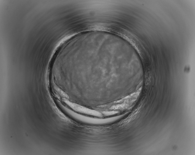 X0000098130987200805011317