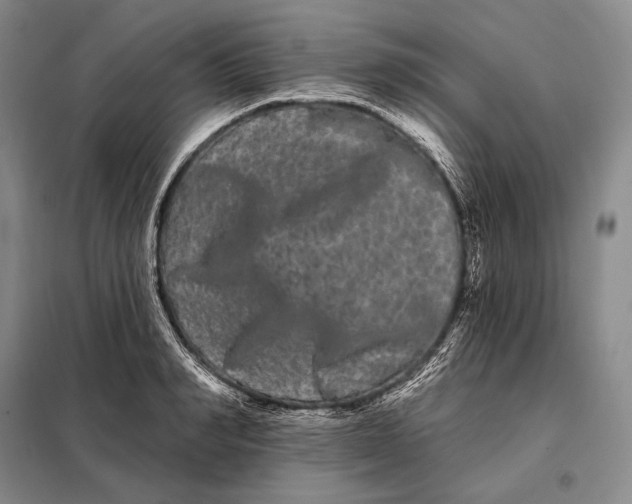 X0000098130990200805011317
