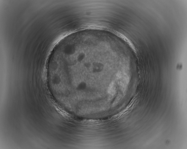 X0000098131027200805011317
