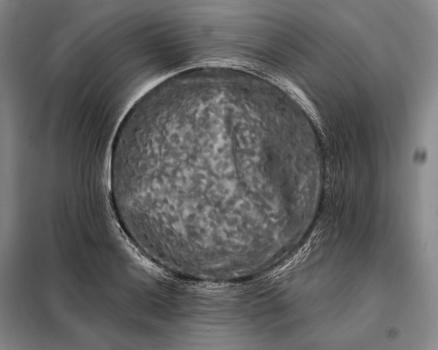 X0000098131036200805011317