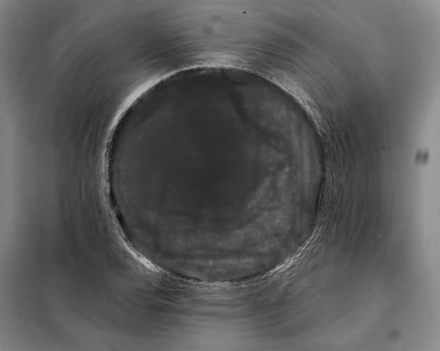X0000098131120200805011315