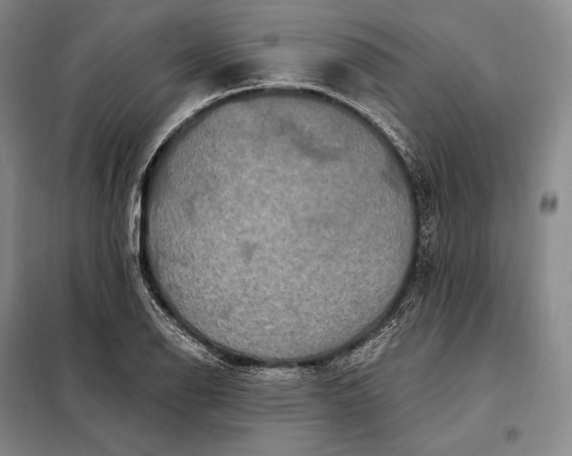 X0000098131126200805011315