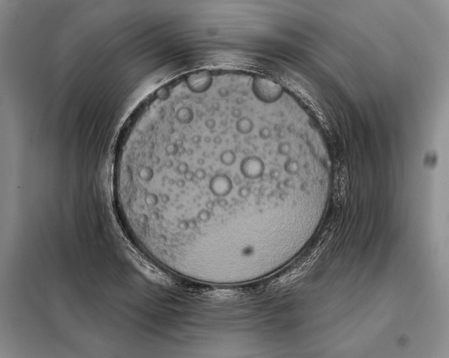 X0000098131130200805011315