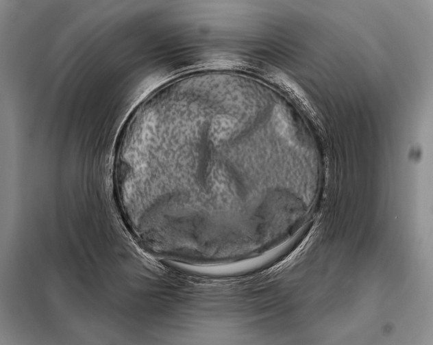 X0000098131178200805011314