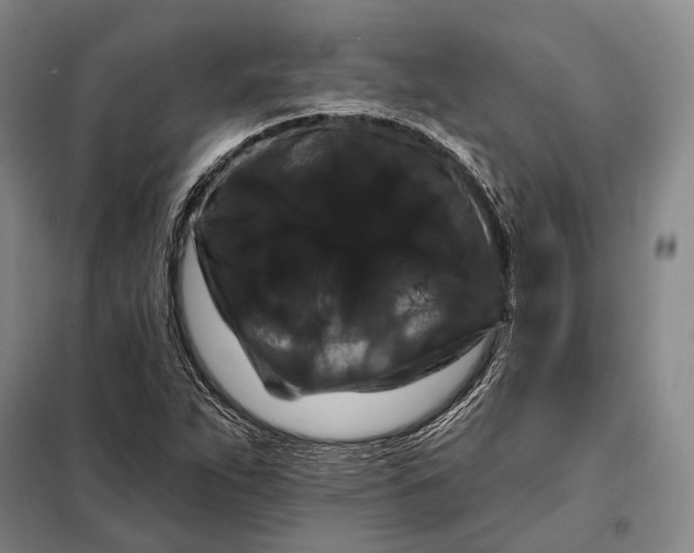 X0000098131263200805011313