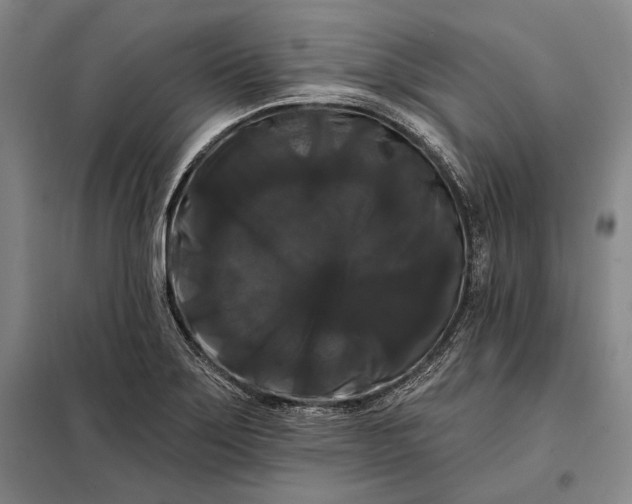 X0000098131275200805011313