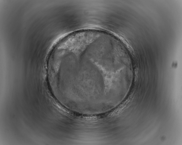 X0000098131363200805011312