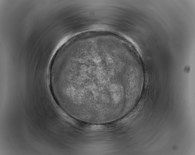 X0000098131467200805011310