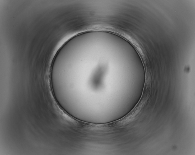 X0000098131486200805011310