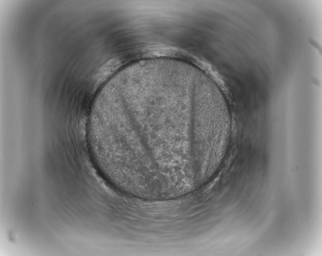 X0000098130010200805081008