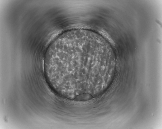 X0000098130014200805081008