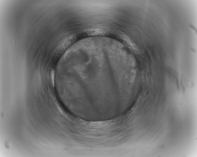 X0000098130022200805081008