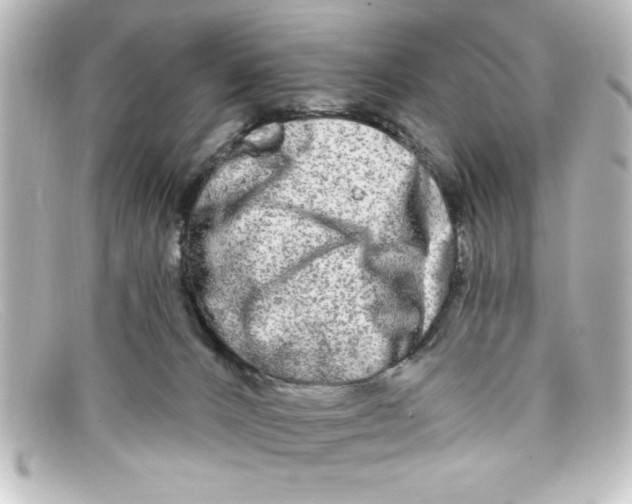 X0000098130032200805081008