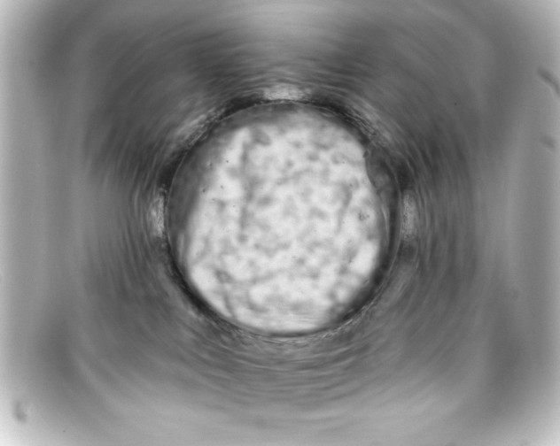 X0000098130043200805081008