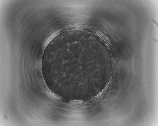 X0000098130051200805081007