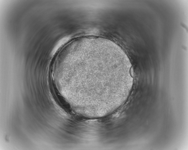 X0000098130054200805081007