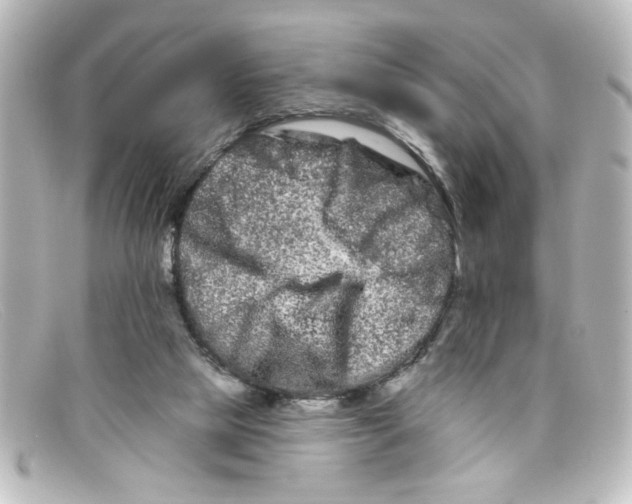 X0000098130065200805081007