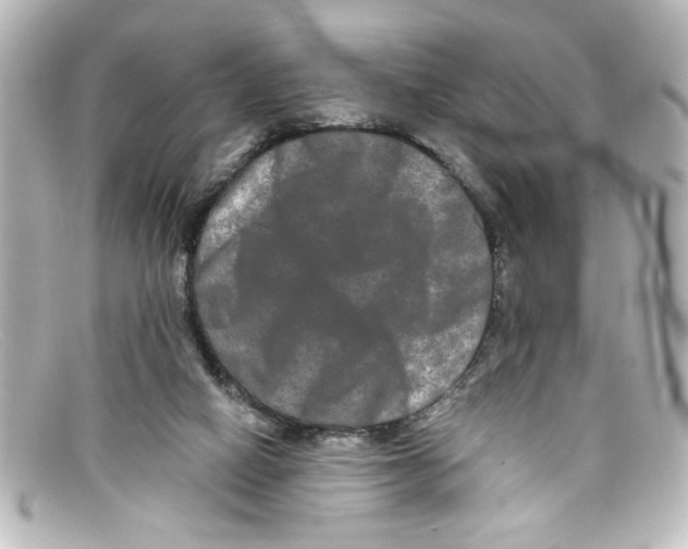 X0000098130066200805081007