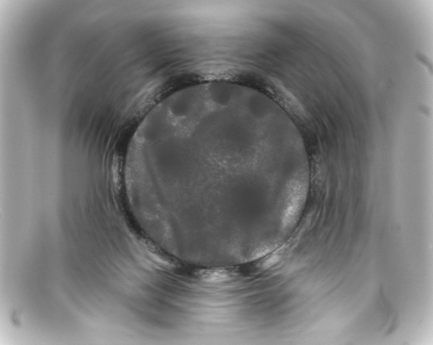 X0000098130074200805081007