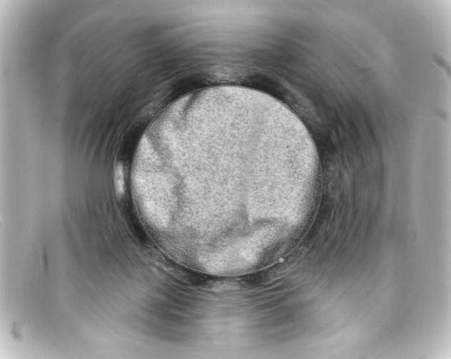 X0000098130075200805081007
