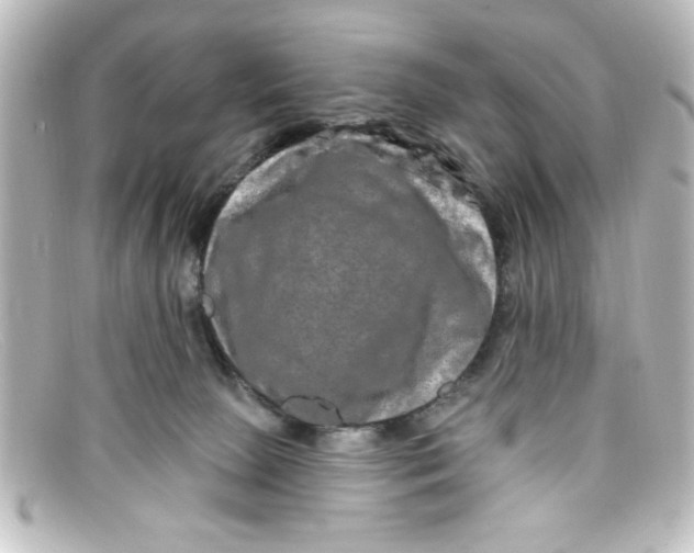 X0000098130081200805081007