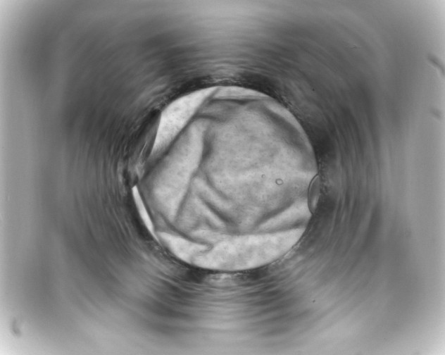 X0000098130082200805081007