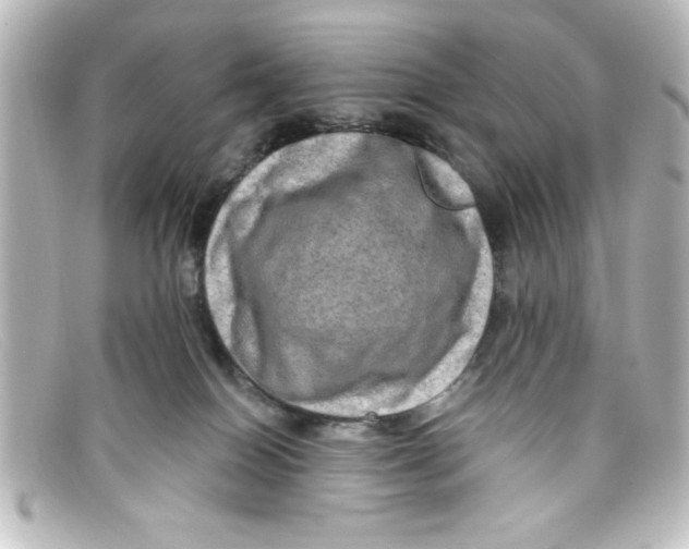 X0000098130086200805081007