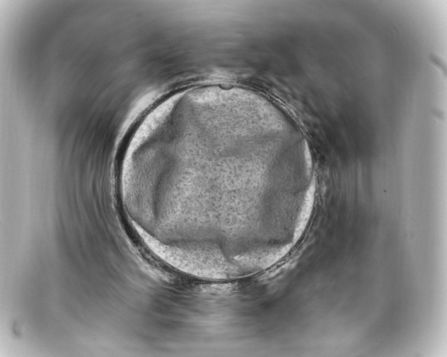 X0000098130102200805081007