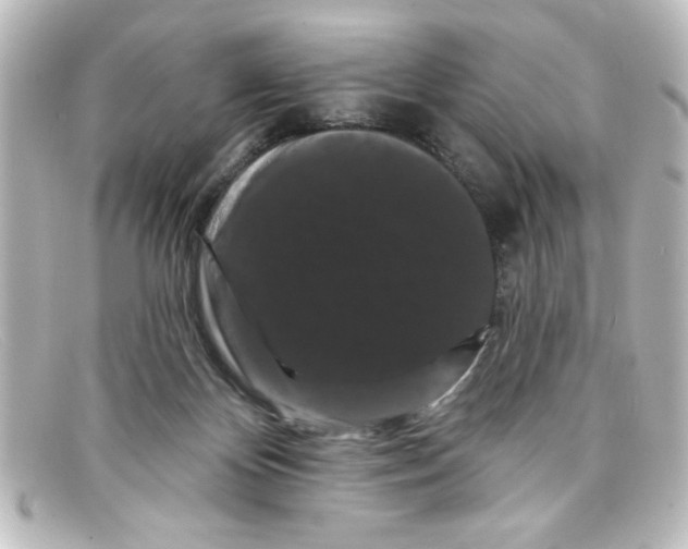 X0000098130124200805081006