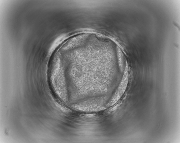X0000098130151200805081006