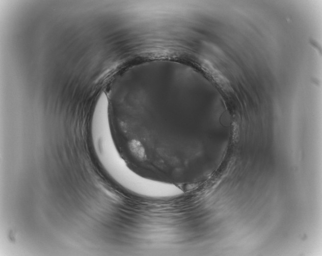 X0000098130165200805081006
