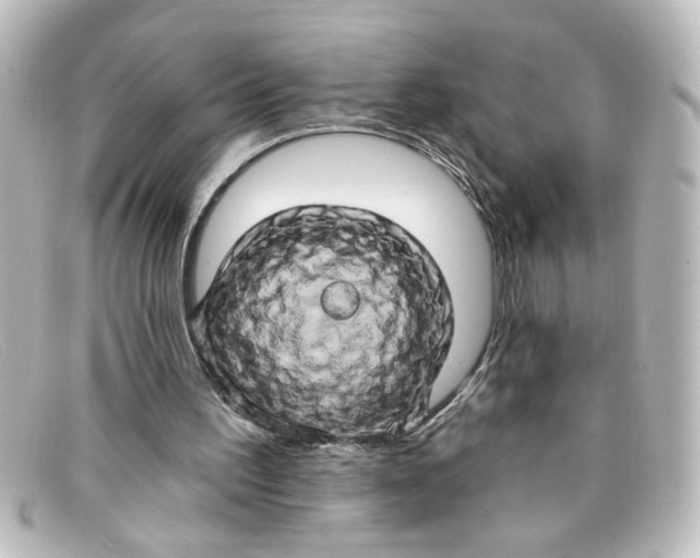 X0000098130195200805081005