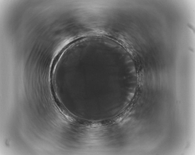 X0000098130196200805081005