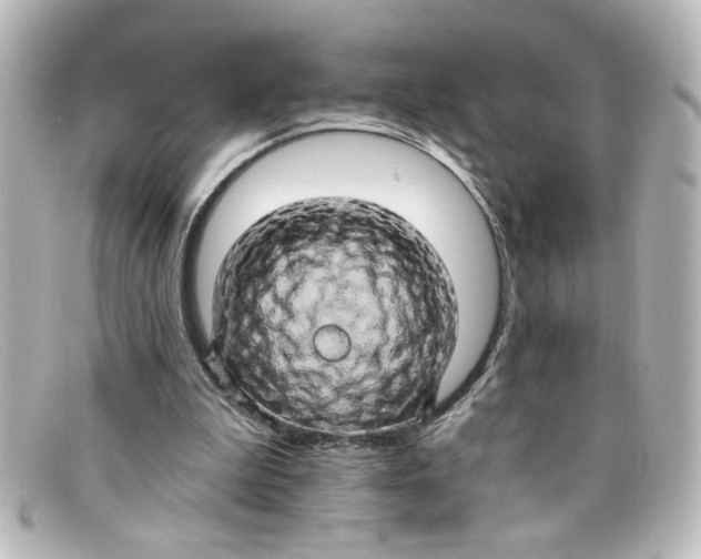 X0000098130199200805081005