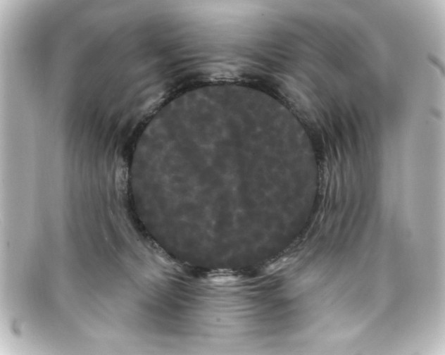 X0000098130228200805081005