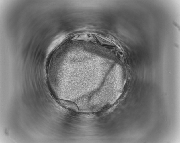 X0000098130245200805081004