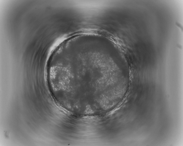 X0000098130294200805081004