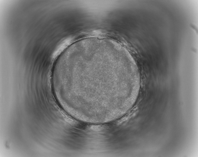 X0000098130341200805081003