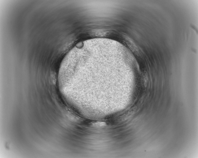 X0000098130374200805081003