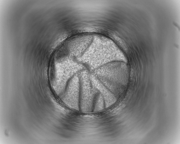 X0000098130394200805081003