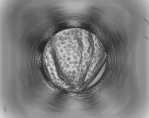 X0000098130408200805081003