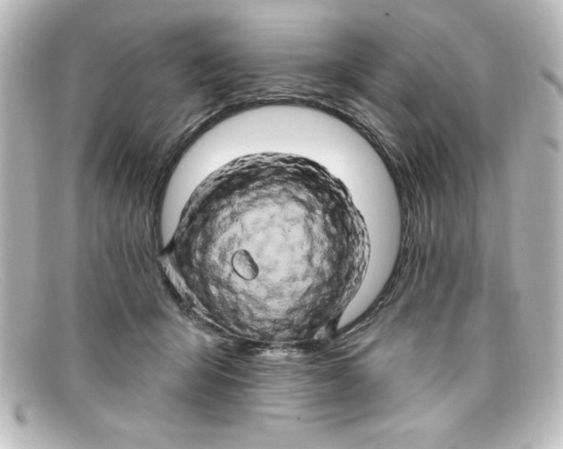 X0000098130415200805081002
