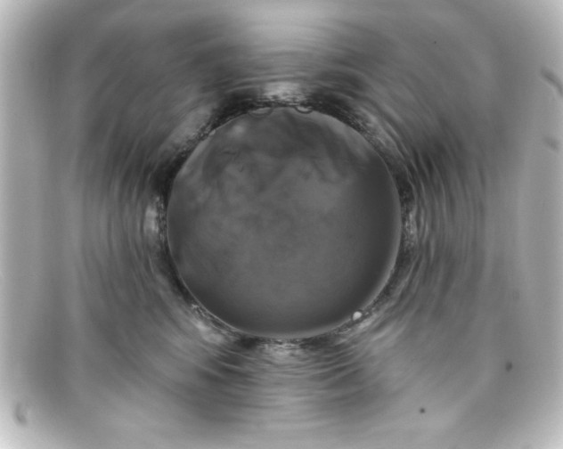X0000098130424200805081002