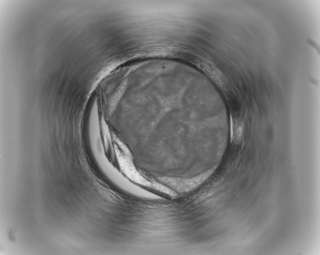 X0000098130483200805081001